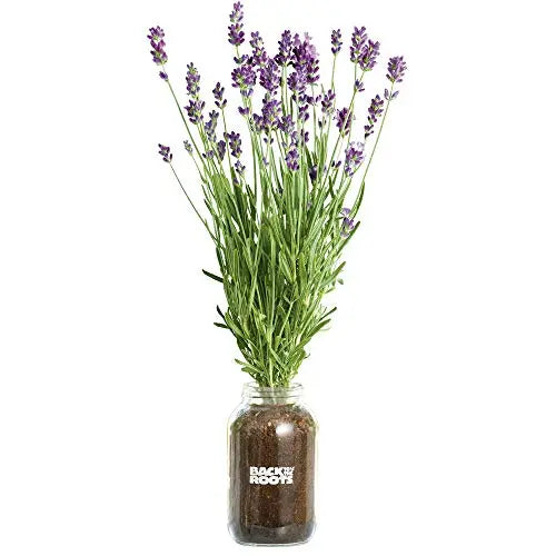 Back to the Roots Lavender Organic Windowsill Planter Kit - Grows Year Round, Includes Everything Needed for Planting - 💙 Blu Rose's Garden LLC 💙