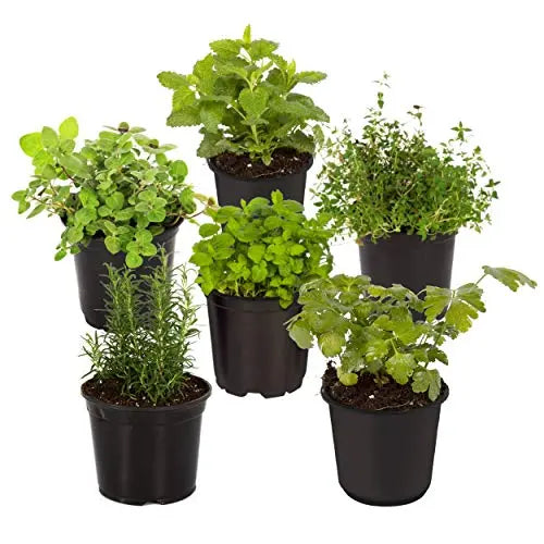 Live Aromatic and Edible Herbs - Assorted Varieties - 6 Plants Per Pack (Lemon Balm, Lavender, Lemon Verbena, Sage, Other Assorted Herbs), 6 Plants Per Pack - 💙 Blu Rose's Garden LLC 💙