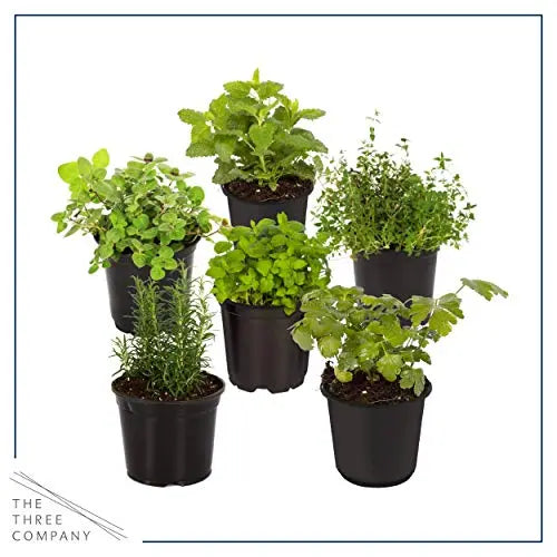 Live Aromatic and Edible Herbs - Assorted Varieties - 6 Plants Per Pack (Lemon Balm, Lavender, Lemon Verbena, Sage, Other Assorted Herbs), 6 Plants Per Pack - 💙 Blu Rose's Garden LLC 💙