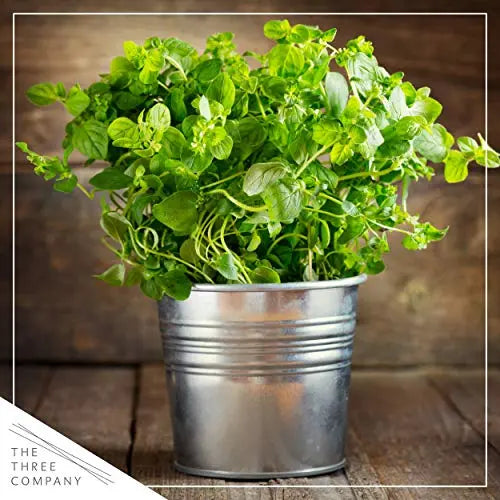 Live Aromatic and Edible Herbs - Assorted Varieties - 6 Plants Per Pack (Lemon Balm, Lavender, Lemon Verbena, Sage, Other Assorted Herbs), 6 Plants Per Pack - 💙 Blu Rose's Garden LLC 💙
