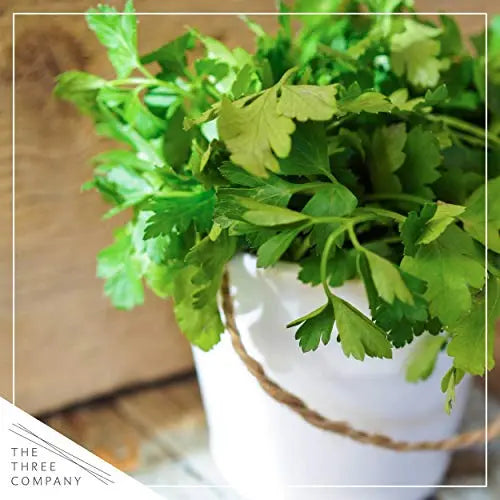 Live Aromatic and Edible Herbs - Assorted Varieties - 6 Plants Per Pack (Lemon Balm, Lavender, Lemon Verbena, Sage, Other Assorted Herbs), 6 Plants Per Pack - 💙 Blu Rose's Garden LLC 💙