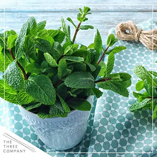 Live Aromatic and Edible Herbs - Assorted Varieties - 6 Plants Per Pack (Lemon Balm, Lavender, Lemon Verbena, Sage, Other Assorted Herbs), 6 Plants Per Pack - 💙 Blu Rose's Garden LLC 💙