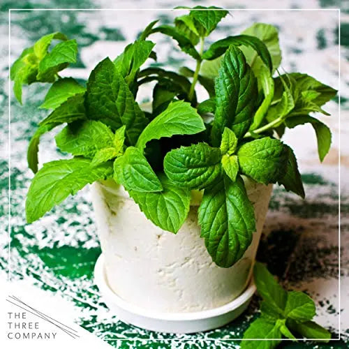 Live Aromatic and Edible Herbs - Assorted Varieties - 6 Plants Per Pack (Lemon Balm, Lavender, Lemon Verbena, Sage, Other Assorted Herbs), 6 Plants Per Pack - 💙 Blu Rose's Garden LLC 💙