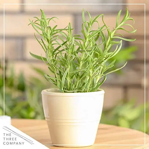 Live Aromatic and Edible Herbs - Assorted Varieties - 6 Plants Per Pack (Lemon Balm, Lavender, Lemon Verbena, Sage, Other Assorted Herbs), 6 Plants Per Pack - 💙 Blu Rose's Garden LLC 💙