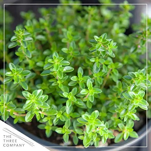 Live Aromatic and Edible Herbs - Assorted Varieties - 6 Plants Per Pack (Lemon Balm, Lavender, Lemon Verbena, Sage, Other Assorted Herbs), 6 Plants Per Pack - 💙 Blu Rose's Garden LLC 💙