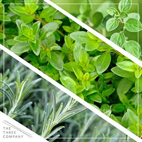 Live Aromatic and Edible Herbs - Assorted Varieties - 6 Plants Per Pack (Lemon Balm, Lavender, Lemon Verbena, Sage, Other Assorted Herbs), 6 Plants Per Pack - 💙 Blu Rose's Garden LLC 💙