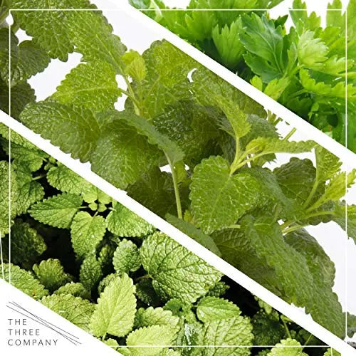Live Aromatic and Edible Herbs - Assorted Varieties - 6 Plants Per Pack (Lemon Balm, Lavender, Lemon Verbena, Sage, Other Assorted Herbs), 6 Plants Per Pack - 💙 Blu Rose's Garden LLC 💙