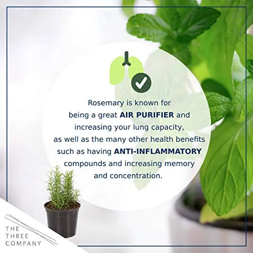 Live Aromatic and Edible Herbs - Assorted Varieties - 6 Plants Per Pack (Lemon Balm, Lavender, Lemon Verbena, Sage, Other Assorted Herbs), 6 Plants Per Pack - 💙 Blu Rose's Garden LLC 💙