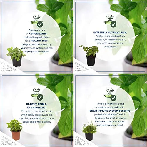 Live Aromatic and Edible Herbs - Assorted Varieties - 6 Plants Per Pack (Lemon Balm, Lavender, Lemon Verbena, Sage, Other Assorted Herbs), 6 Plants Per Pack - 💙 Blu Rose's Garden LLC 💙