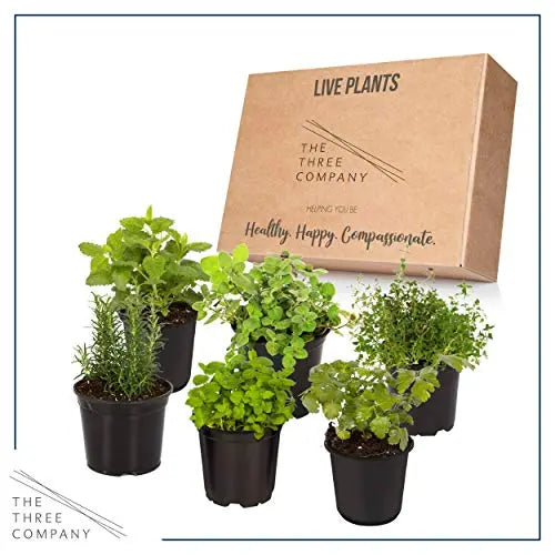 Live Aromatic and Edible Herbs - Assorted Varieties - 6 Plants Per Pack (Lemon Balm, Lavender, Lemon Verbena, Sage, Other Assorted Herbs), 6 Plants Per Pack - 💙 Blu Rose's Garden LLC 💙