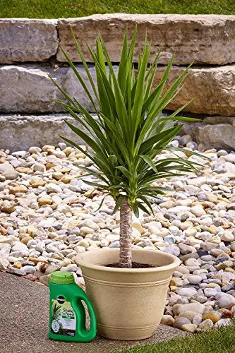 Miracle-Gro Shake 'N Feed Palm Plant Food, 4.5 lb., Feeds up to 3 Months - 💙 Blu Rose's Garden LLC 💙