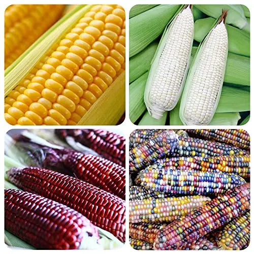 200+ Corn Seeds for Planting Popcorn Delicious Glass Gem Corn, Cream Sweet Corn, Silver White Queen Corn, red Corn Non-GMO Heirloom, 90% Germination Rates Open Pollinated - 💙 Blu Rose's Garden LLC 💙